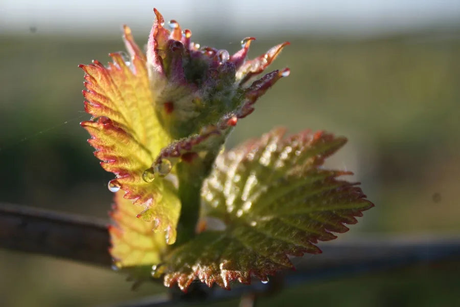 Jeunes feuilles de vigne au château